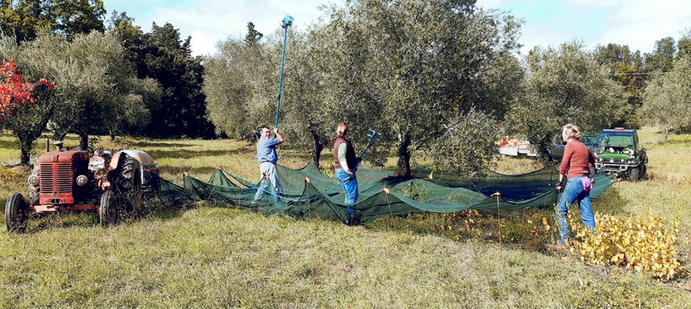 raccolta delle olive all'agriturismo sant'agnese