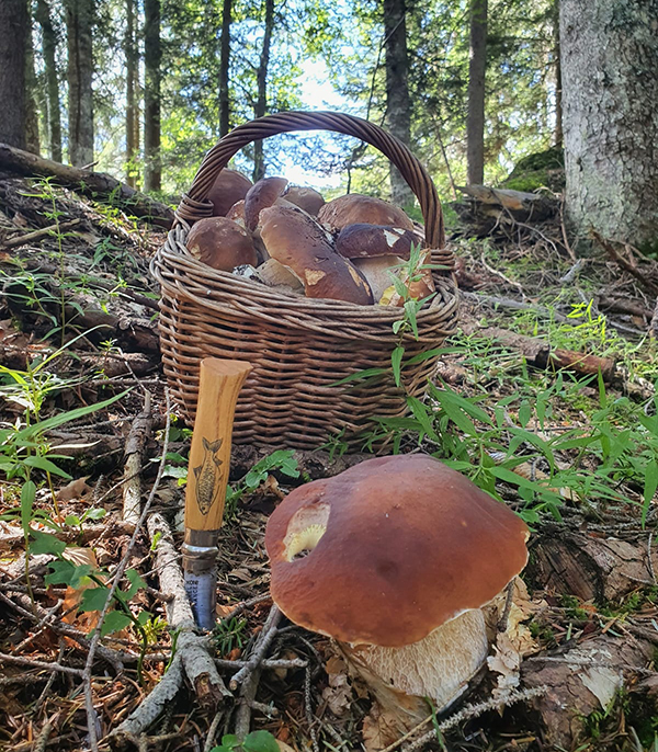 funghi nel bosco Caratteristico appartamento all’interno di Baita Buschet, situata a 1000 metri di altitudine nella stupenda Val Breguzzo 