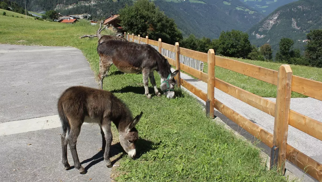bambini all'Hotel Stroblhof è un hotel per famiglie con bambini per le vacanze delle famiglie in Alto Adige i Val Passiria per chi cerca vacanze benessere