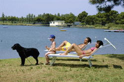 cani alla spiaggia romea